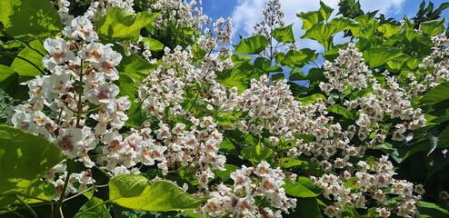 Panorama of the catalpa bignonioides or catalpa ovata tree with white flowers blooms against a blue sky.