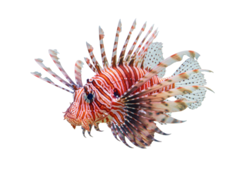 Isolated Striking Lionfish with Venomous Spines