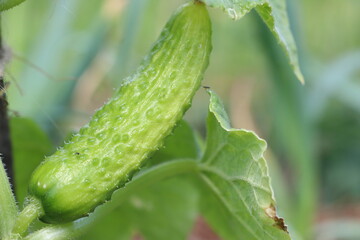 Fresh Cucumber Cultivating in an Organic Garden to Promote Health and Sustainability