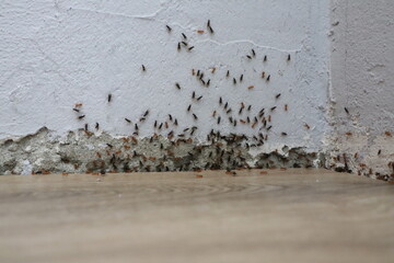 Insect Infestation Problem at Home Ants Invade Walls, Floors, and Living Spaces Indefinitely