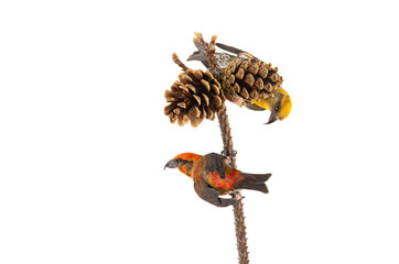 female and male crossbill bird near pine cones isolated on white background