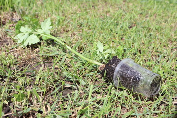 A Broken Glass Jar Beautifully Positioned with a Green Plant Sitting on the Ground Below it