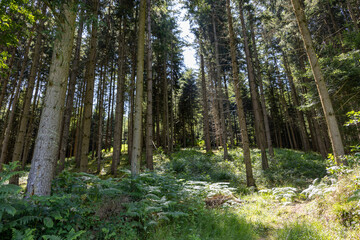 Obraz premium Coniferous forest with a narrow overgrown path between evenly spaced tree trunks. Sunlight filters through, hill terrain visible. Moody, natural wilderness scene