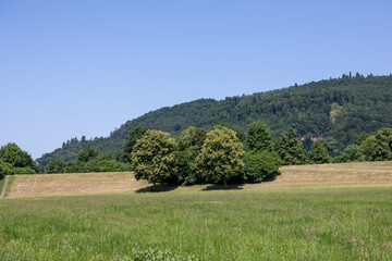 Sunny field bordered by bushes, with a wooded hill rising behind. Warm tones and serene rural vibe,...