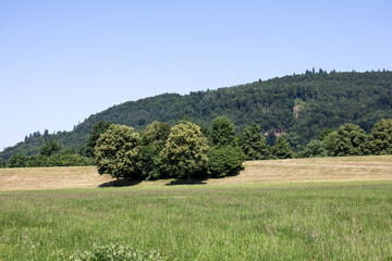 Open summer field with a patch of green bushes and a forested mountain in the background. Peaceful...