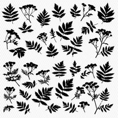 Fototapeta premium Collection of various plant silhouettes including leaves, branches, and flower clusters arranged on a light background.
