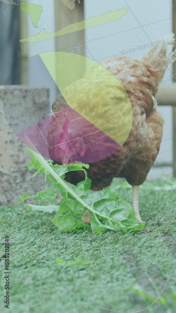 Poster animation of data processing over chicken on grass