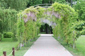Beautiful and Charming Wisteria Archway Nestled in a Lush Garden Setting Awaits You