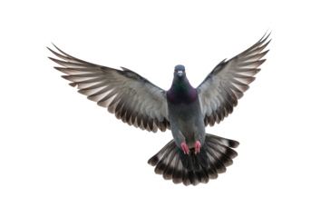 Isolated Pigeon Flying with Open Wings