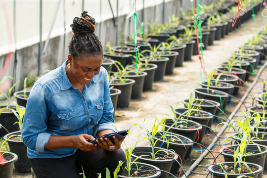 African female farmer inspects and collects data about corn seeding inside greenhouse.