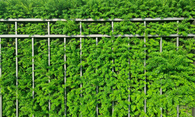 Green hedge wall with dense foliage growing through metal fence. Natural plant background template....