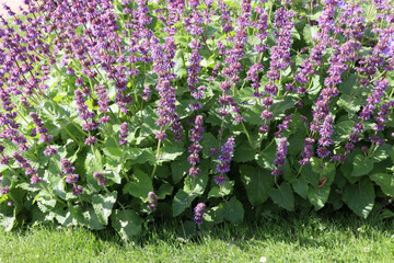 Close-up on flowers of lilac sage or whorled clary (Salvia verticillat) naturalized to Northern...