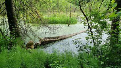 beaver's work gnawing on an aspen tree trunks. Selective Focus