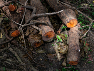 Freshly chopped logs trunks pile Timber forest wood industry.