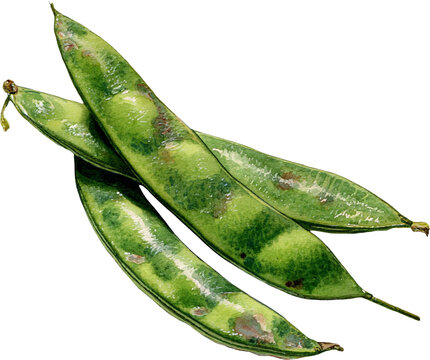 Three fresh green hyacinth beans with watercolor texture isolated on transparent background