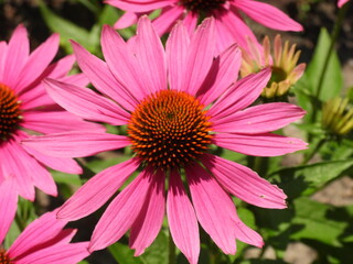 różowe kwiaty w ogrodzie botanicznym © Maciej