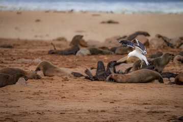 A seagull hovers above a lively colony of Cape fur seals on the sandy shores of Cape Cross Seal...