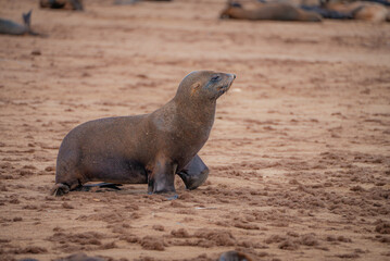 A Cape fur seal with sleek brown fur moves forward on sandy ground at Cape Cross, Namibia, lifting its front flippers as it travels across the beach among scattered seals.