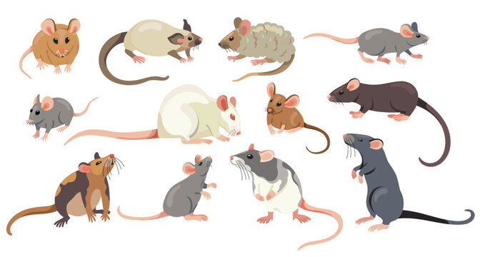 Rat collection. Cartoon cute mice and rats, adorable small comic different rodent characters, flat mice and rats home pets. Vector isolated characters set