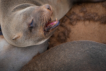 A Cape fur seal lies among others on sandy ground at Cape Cross, Namibia, with its mouth open, revealing sharp teeth and pink gums in a dramatic display.