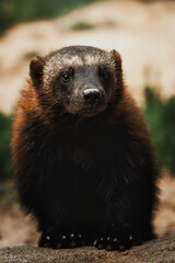 Wolverine ( Gulo  gulo ) sit in the grass and look around. 