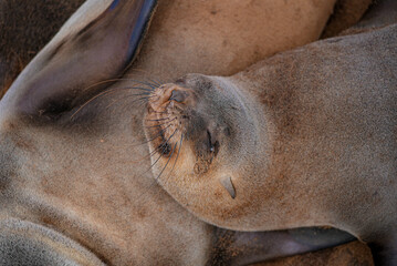 Cape fur seal sleeps with eyes closed and whiskers relaxed, resting its head on another seal’s...