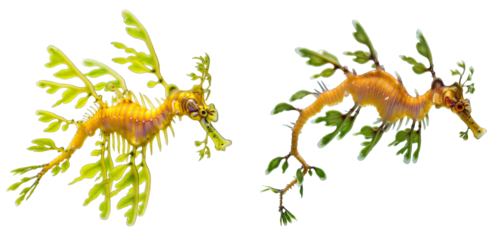 two leafy sea dragons, Phycodurus eques, unique marine fish camouflaged as seaweed