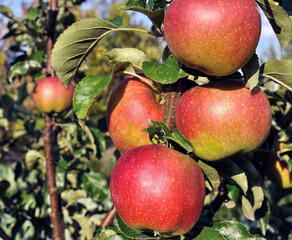 closeup of growing and ripening organic apples on a tree  branches in the orchard