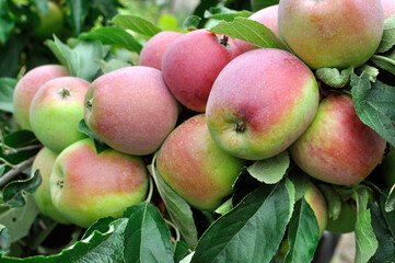 closeup of growing and ripening organic apples on a tree  branches in the orchard