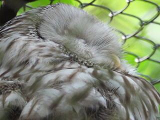 sowa ptak drapieżny polujący nocą © Maciej