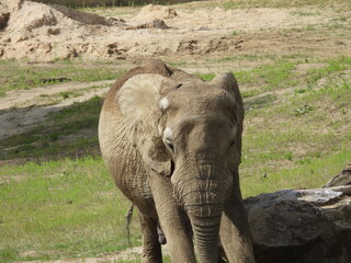 Słoń Afrykański największy ssak lądowy © Maciej