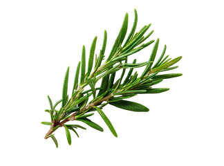 Fototapeta premium Fresh rosemary sprig isolated on transparent background