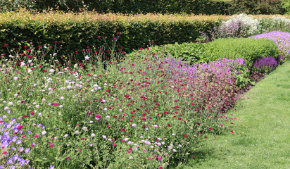 Herbaceous border between hedge and lawn with violet and white flowers (Copenhagen, Denmark)
