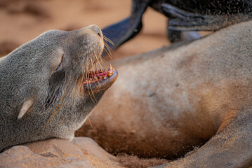 A Cape fur seal lies on rocks with its eyes closed and mouth open, showing its teeth and whiskers. Part of another seal and a flipper appear in the background at Cape Cross, Namibia.