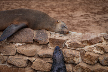 An adult Cape fur seal sleeps stretched out on a stone wall while a wet, dark pup stands below...