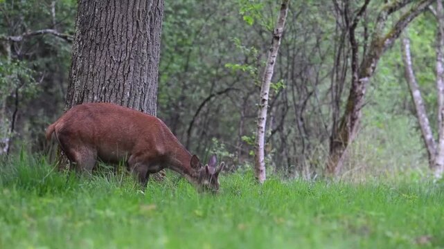 Young Red Deer in velvet arrives cautiously in a forest path by smelling grass. Worried he returns to the forest. Cervus elaphus, Sologne, Loiret 45, r&eacute;gion Centre Val de Loire, France, Europe