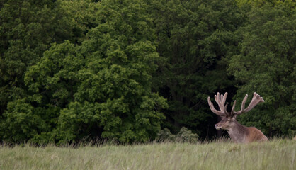 Red Deer Stag Resting in Grassy Field by Forest Edge