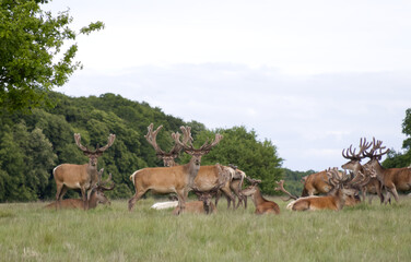 Group of Deer in Natural Woodland Habitat