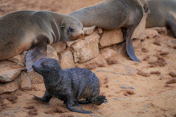 A wet Cape fur seal pup walks on sandy ground near adult seals lying on a stone wall at Cape Cross, Namibia.