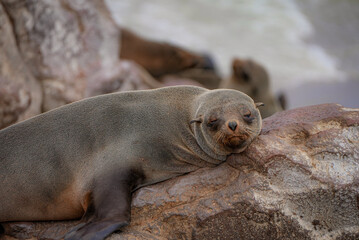 A Cape fur seal rests its head on a rock, eyes half-closed, with ocean waves blurred in the background at Cape Cross, Namibia.