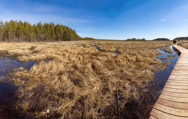 Sunlit wooden boardwalk through golden Sestroretsk Marshes. Reflective pools, pine groves, and...