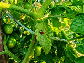Organic healthy green tomato fruit vegetable. green tomato and Ladybug on branch in garden