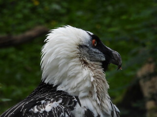 Portret Orłosępa Brodatego