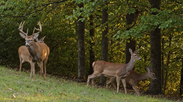 cerf et biche en bordure de for&ecirc;t