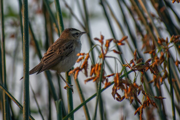 Sedge warbler on the lake