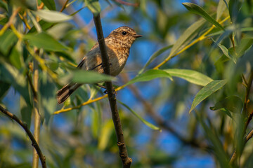 linnet on a branch