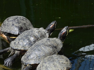 stado żółwi wygrzewających się na słońcu © Maciej