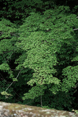 view of the leaves of a Japanese maple tree growing in shadowy ravine