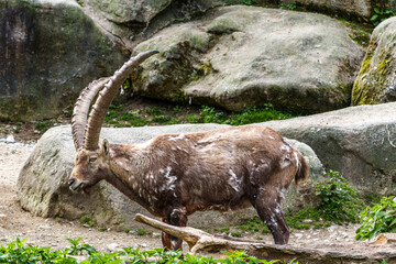 Male mountain ibex or capra ibex on a rock living in the European alps