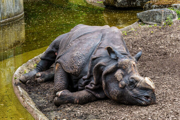 The Indian Rhinoceros, Rhinoceros unicornis aka Greater One-horned Rhinoceros